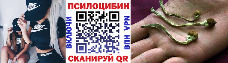 Псилоцибиновые грибы Psilocybe  Бийск 
